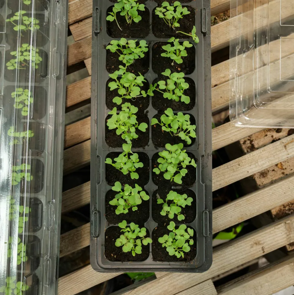 Minidrivhus fu00F6nsterbru00E4da u2013 2-pack