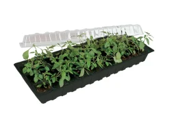 Minigro med 30 krukor