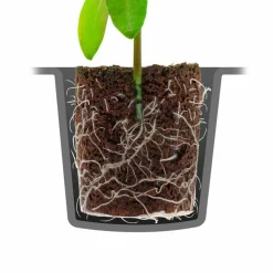 Root It Odlingstru00E5g med 24 briketter