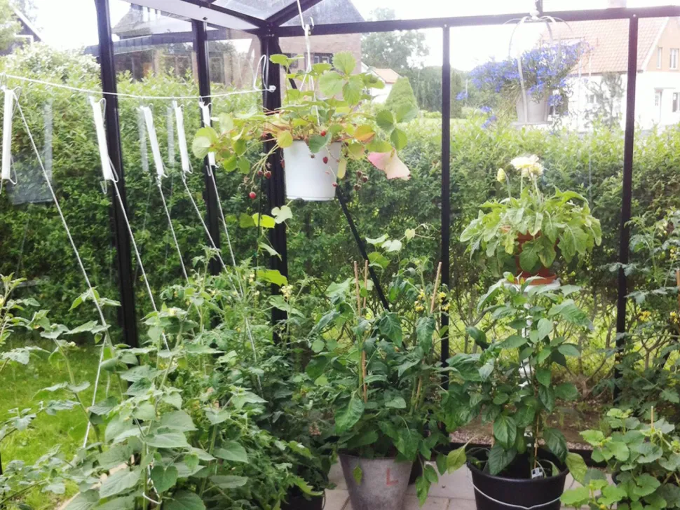 Tomatkrok