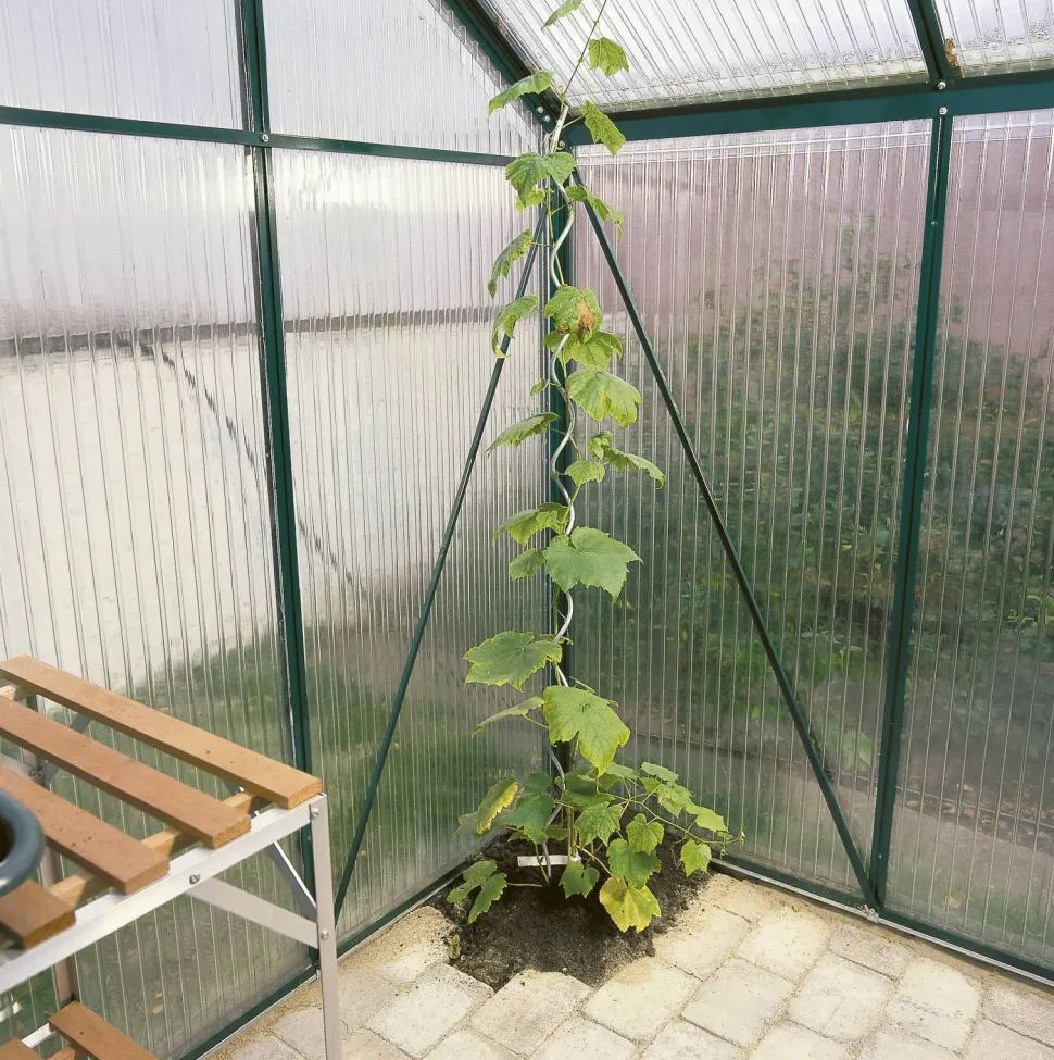 Tomatspiraler